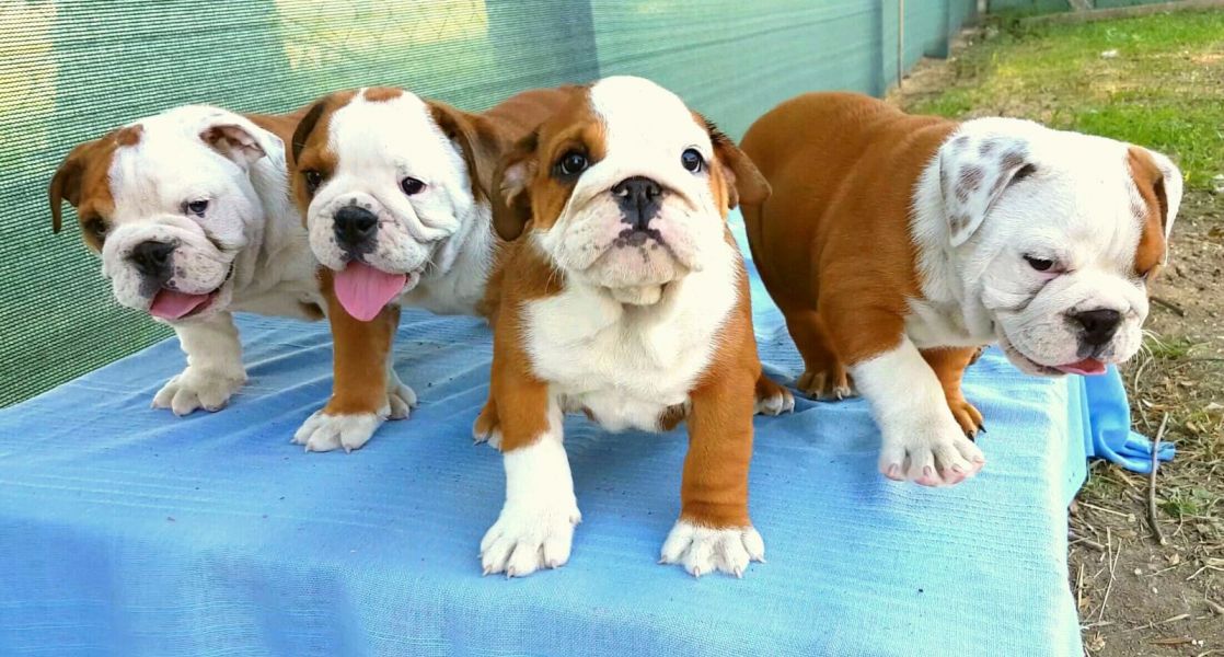   cuccioli di bulldog inglise  per adozione ( maschio e femmina )