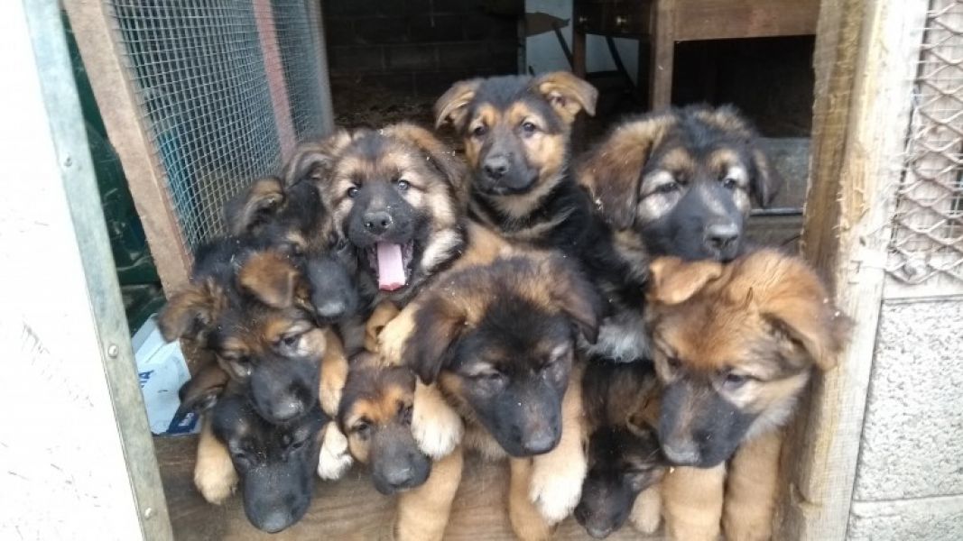 Regalo cuccioli pastore tedesco