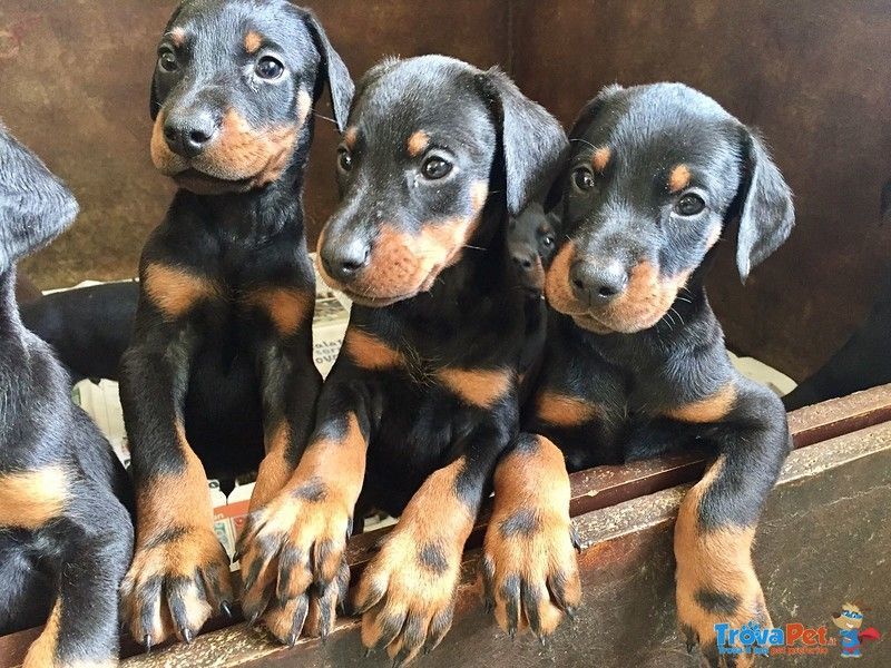Di casa  Cuccioli di Dobermann