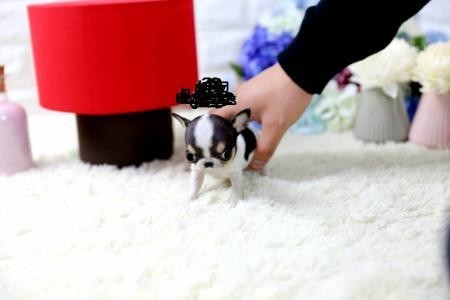 Cucciolo chiwawa,