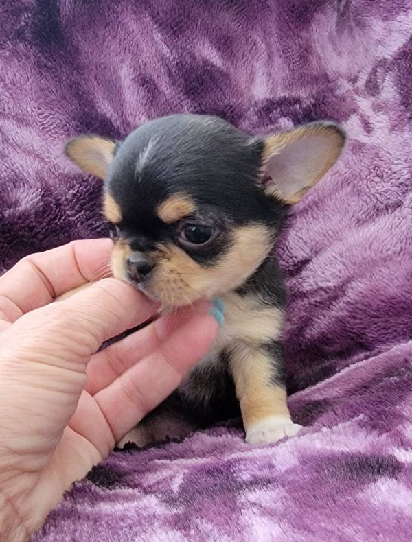   Chihuahua cuccioli introvabili cuccioli di Chihuahua intelligenti e dolcissimi attaccati al padron