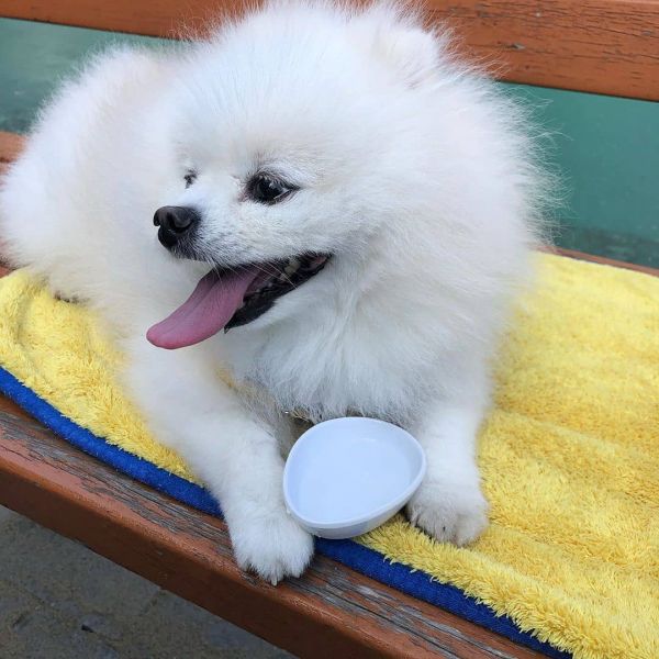 Regalo cuccioli di spitz di pomerania