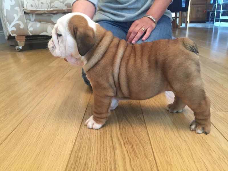 Regalo cuccioli di bulldog inglese
