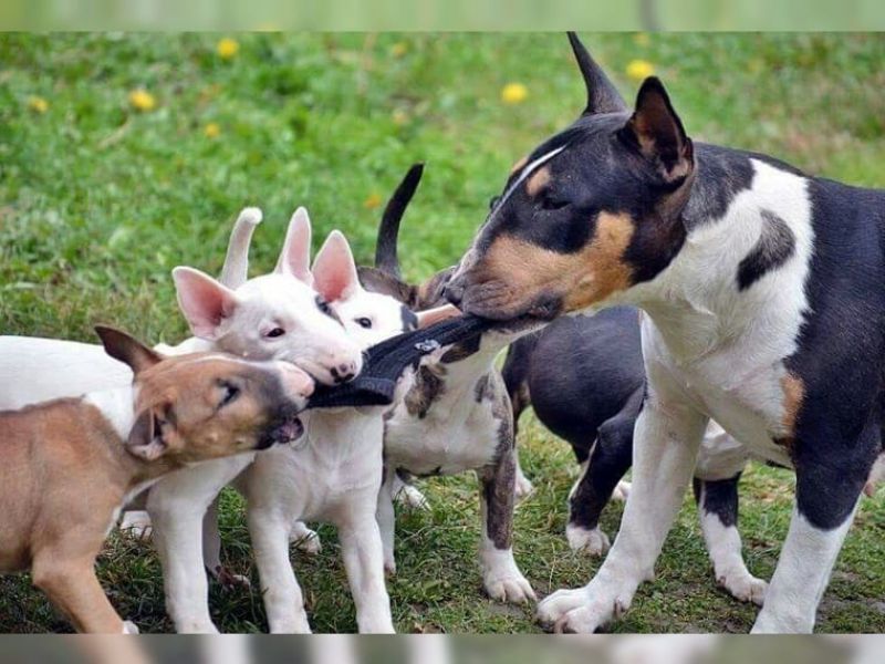  adorabili cuccioli di bull terrier femminucce e maschietti disponibili per l'adozione gratuita