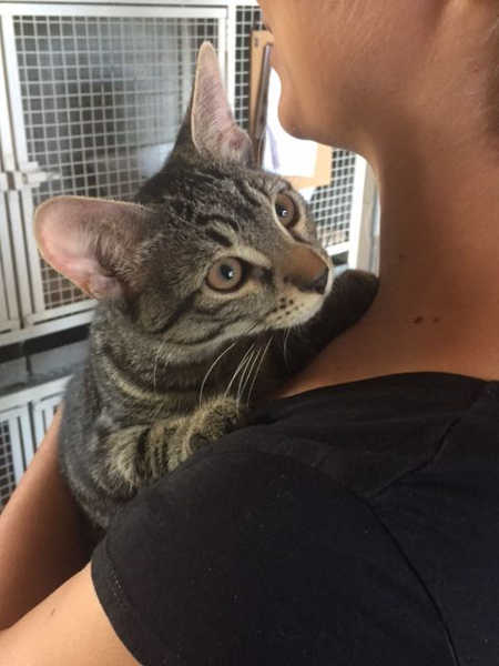 Kitty pride, micia tigrata in cerca di casa