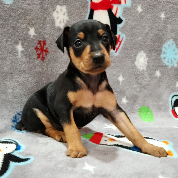 Regalo  cuccioli PINSCHER