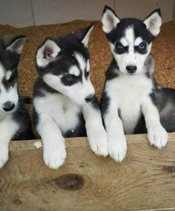 Regalo Cuccioli Siberian Husky 