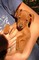 Pinscher nano