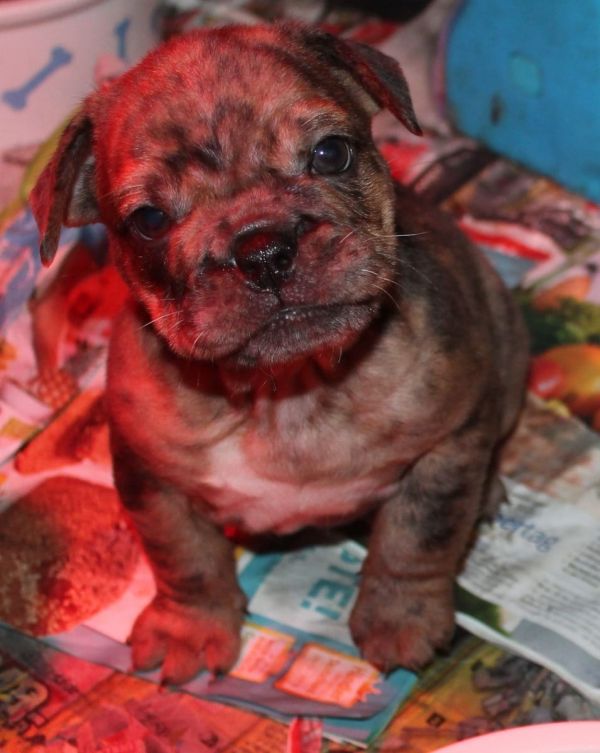 Cuccioli di miniature bull terrier per adozione ( regalo )
