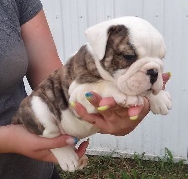   regalo cuccioli di bulldog inglese disponibili per l'adozione