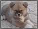 Cuccioli Akita inu
