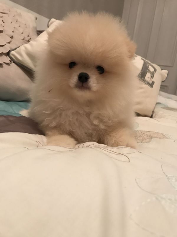 ((REGALO)) 2 volpino di pomerania