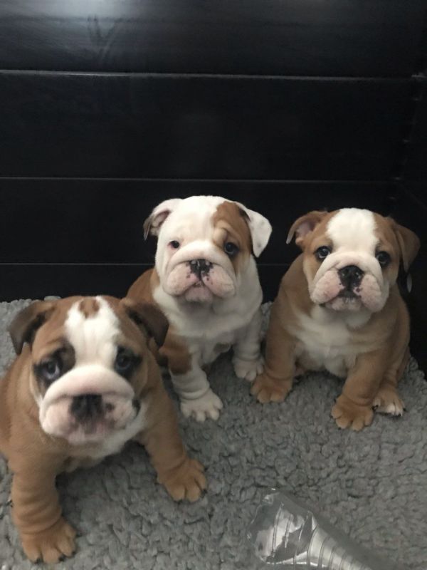 Splendidi cuccioli di Bulldog inglese maschi e femmine in vendita
