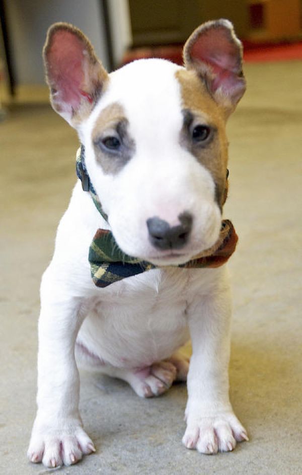 Adorabili cuccioli di bull terrier femminucce e maschietti disponibili per l'adozione gratuita