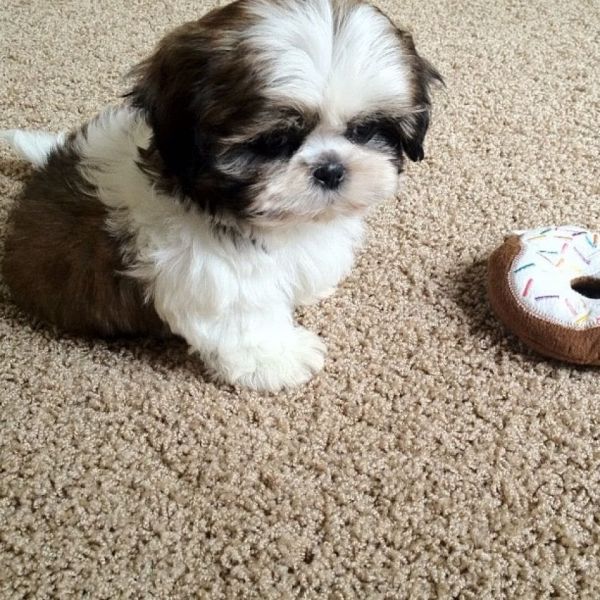 Disponibili Shih-Tzu