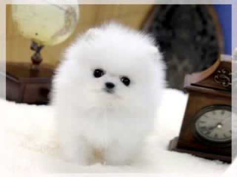 Volpino spitz pomerania