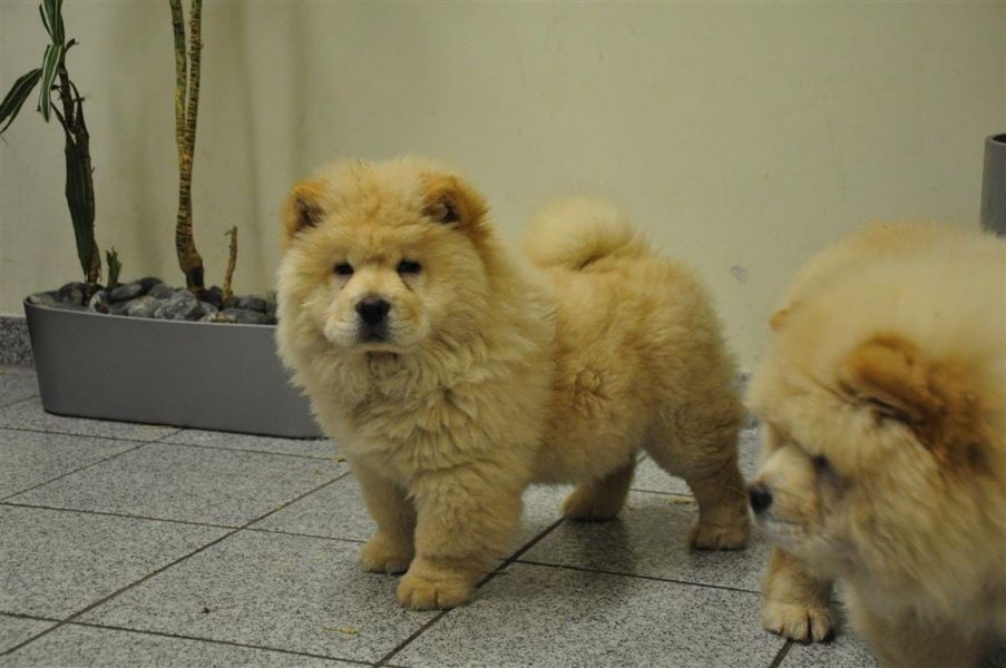  cuccioli di CHOW  CHOW  per adozione ( maschio e femmina )