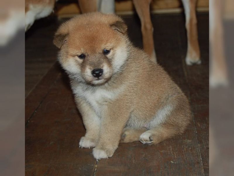 3 cuccioli di Shiba Inu in Regalo