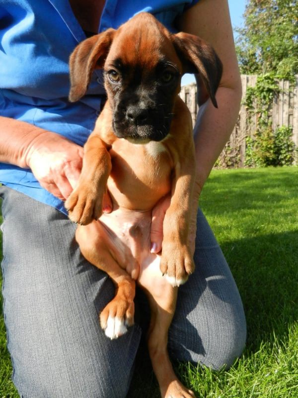 Cuccioli di Boxer per adozione ( maschio e femmina )