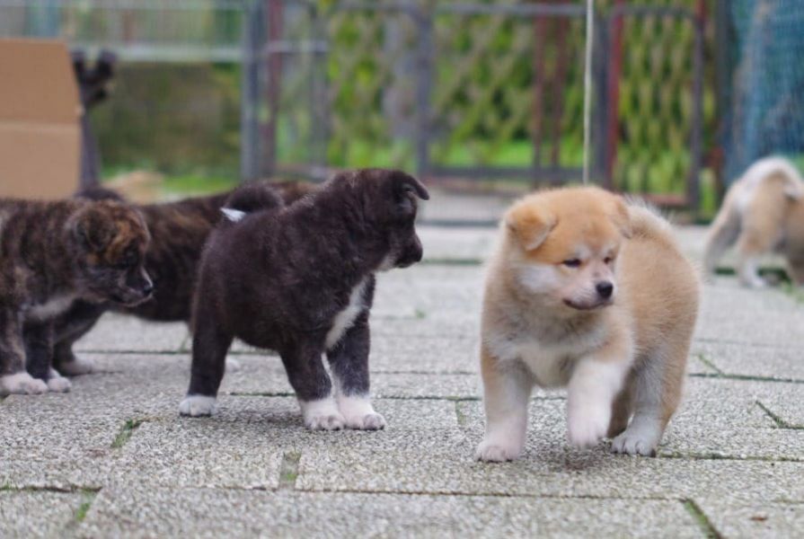 Molto bella e sani cuccioli di akita-inu  per adozione maschi e femmine disponibili (gratis) 