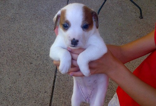  regalo cuccioli di jack russell terrier disponibili per l'adozione