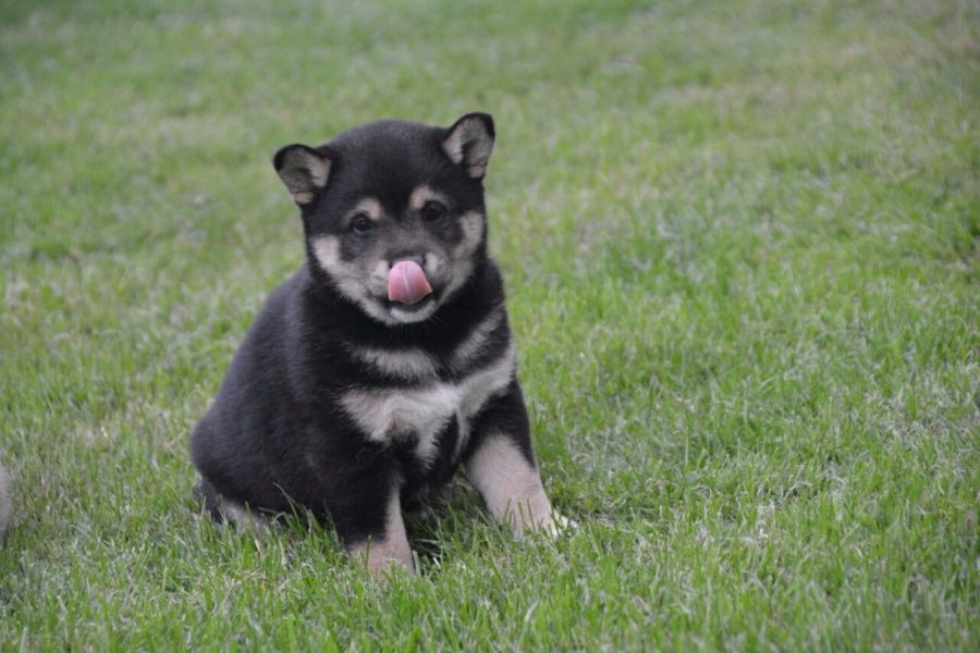 Cuccioli di shiba inu per regalo