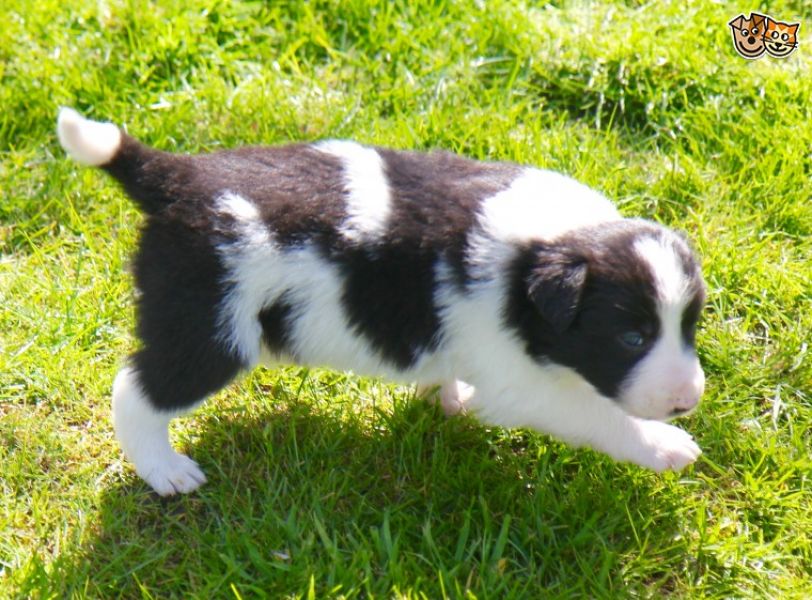  adorabili cuccioli di border collie in regalo