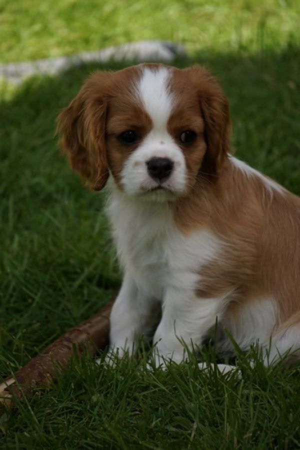 Cuccioli di cavalier king  ( per regalo )