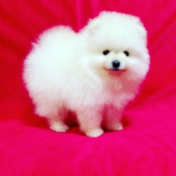 Cuccioli di Volpino di Pomerania