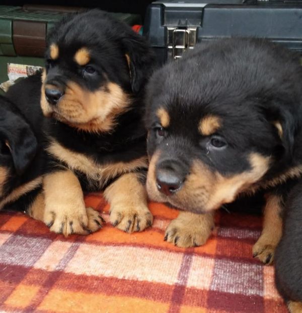 Molto bella e sani cuccioli di ROTTWEILER  per adozione maschi e femmine disponibili (gratis) 