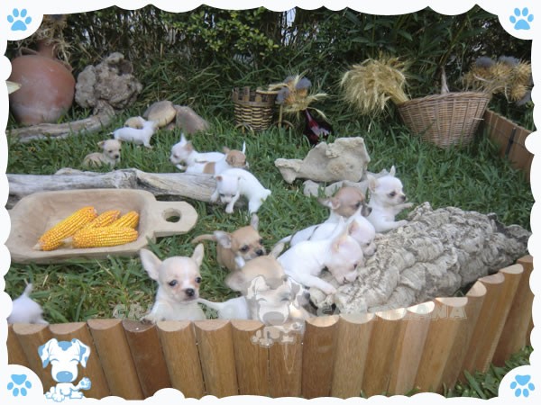 Due cuccioli di chihuahua teacup