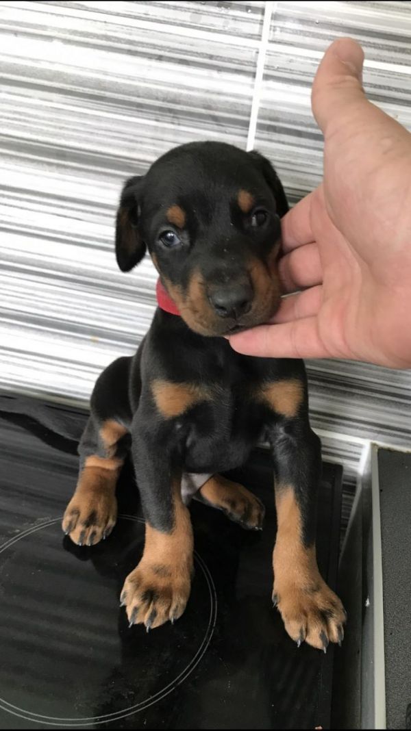 Regalo Cuccioli di Dogue de bordeaux in pronta consegna i cuccioli verranno Dato dopo 90 giorni dall