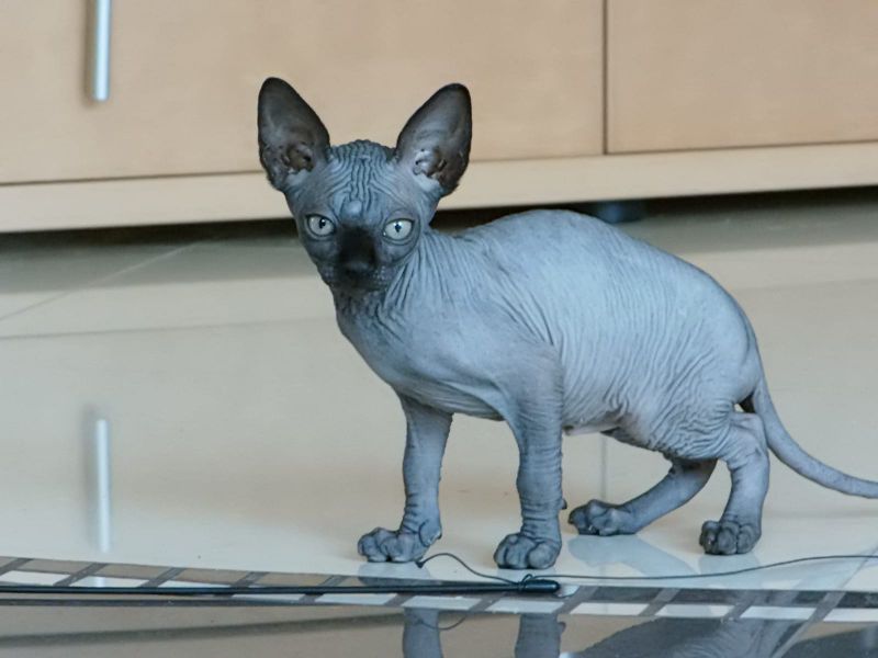 Gattini di Sphynx   ( per regalo )