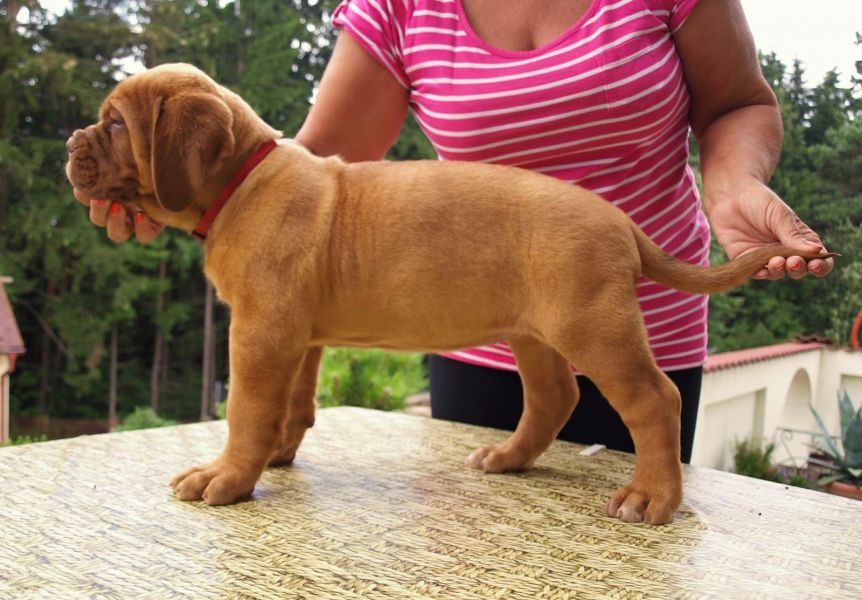 REGALO Bellissimi maschi e femmine dogue de bordeaux cuccioli Abbiamo disponibili 
