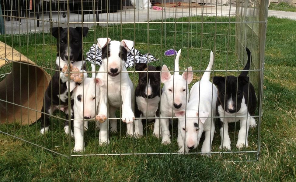  bull terrier femminucce e maschietti disponibili in regalo