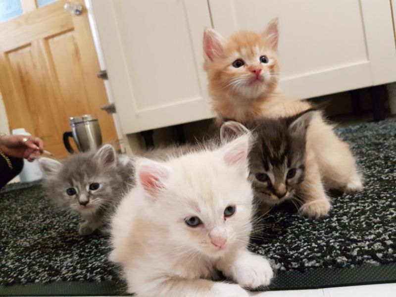 Maine coon gattino tipo in regalo