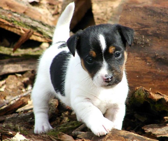 REGALO cuccioli di Jack Russell Terrie