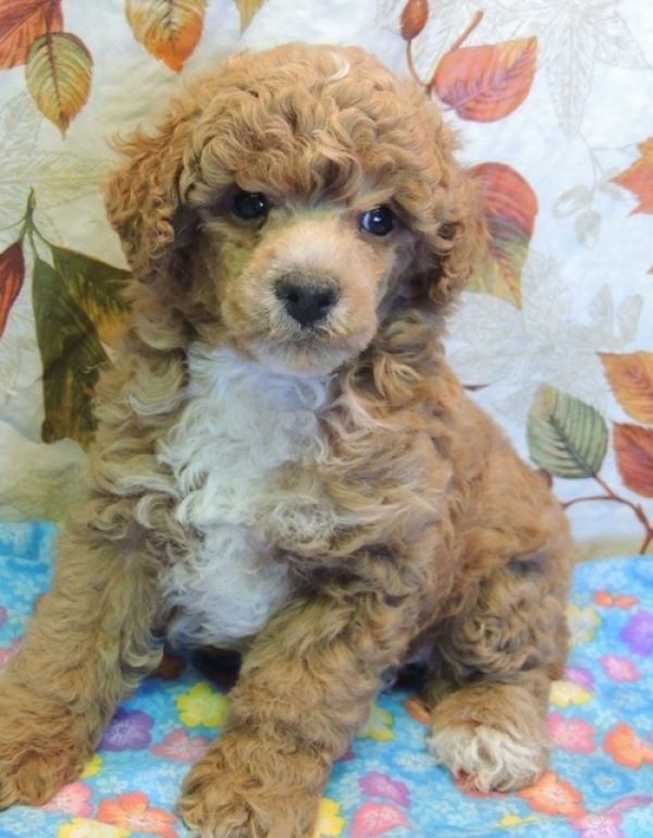 REGALO barboncino cuccioli