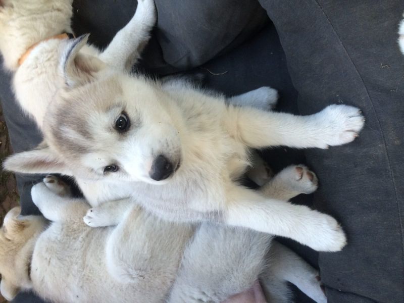  cuccioli di Sibarian husky  ( per regalo )