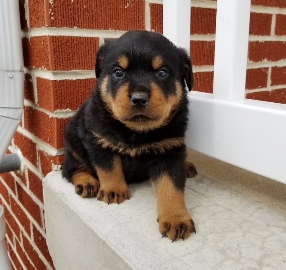Disponibili bellissimi cuccioli fulvi ( femmine e maschi) in regalo