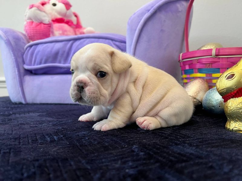  Disponibili splendidi cuccioli di bulldog francese