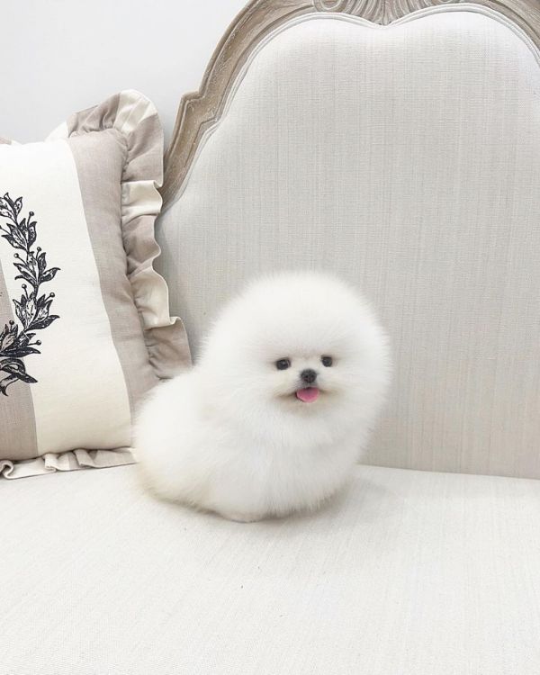 Regalo cuccioli di spitz di pomerania