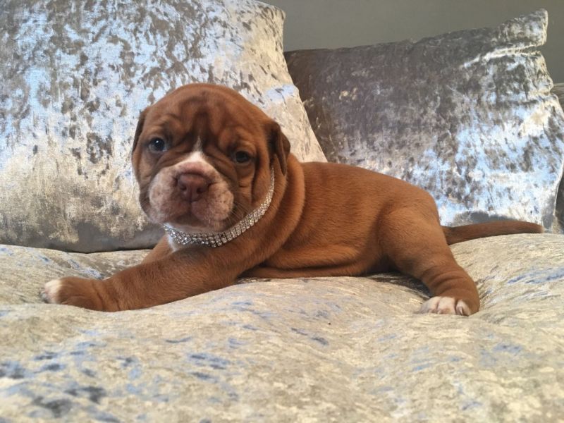 Molto bella e sani  cuccioli di bullmastiff   per adozione maschi e femmine disponibili (gratis) 