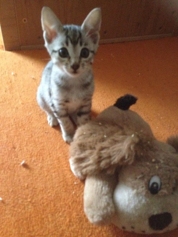  gattini Savannah   per adozione ( regalo  )