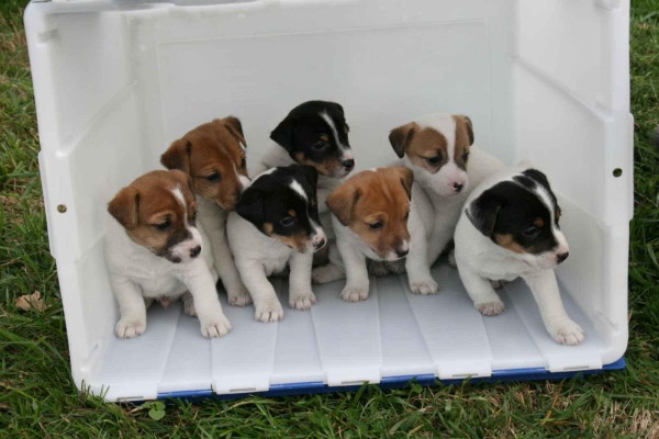 Regalo Jack Russell Terrier