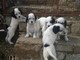 Cuccioli di setter inglese