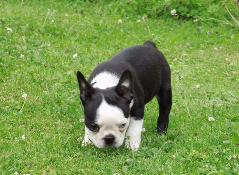 Molto bella e sani  cuccioli di boston terrier   per adozione maschi e femmine disponibili (gratis)
