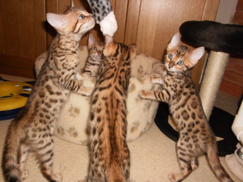 Bellissimo gattino bengala