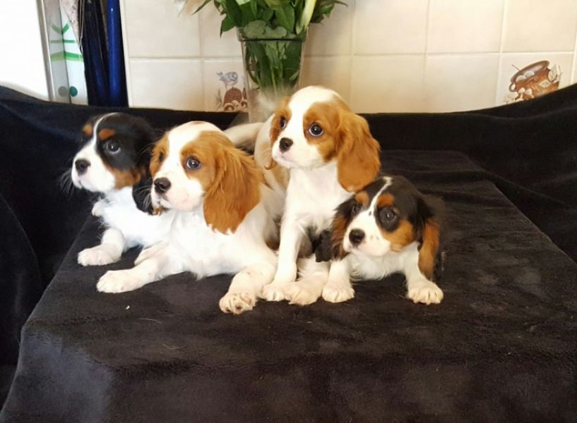 Cavalier King