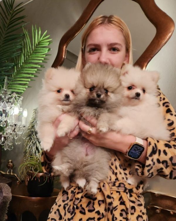Abbiamo cuccioli di Pomerania in adozione.